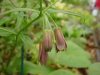 Show product details for Disporum cantoniense